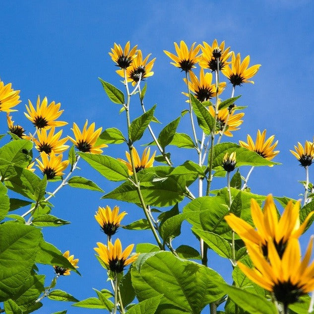 Topinambour - Plant Bio - Croque Paysage