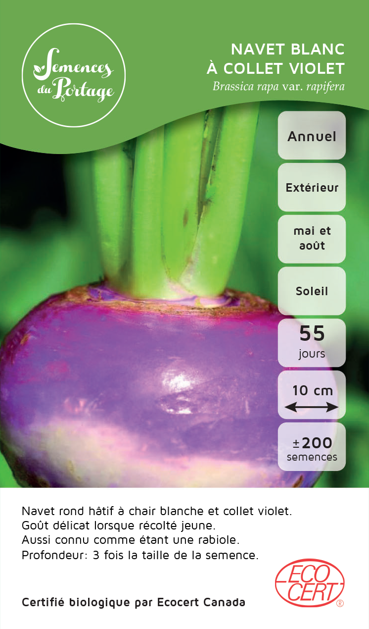Navet blanc à collet violet - Sachet Bio - Semences du Portage
