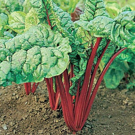 Croque Paysage,semences Bette à carde Rhubarbe Red biologiques,légume feuille annuel pour potager,semenciers québécois,laurentides,val-david