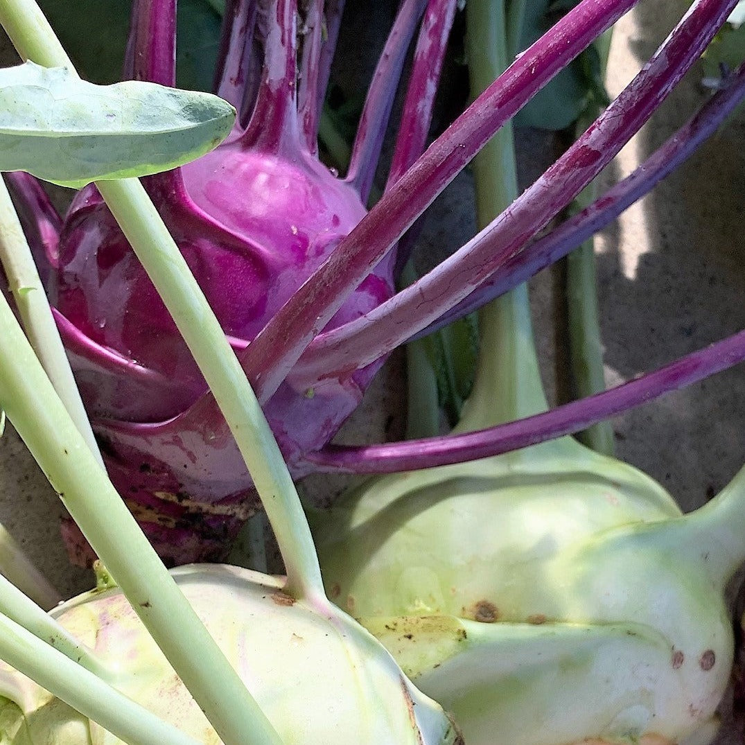 Croque Paysage,semences Chou rave en mélange biologiques,légume feuille annuel pour potager,semenciers québécois,laurentides,val-david