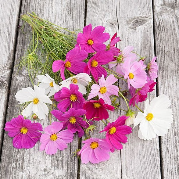 Croque Paysage,semences Cosmos sensation biologiques,plantes à fleurs comestibles annuelle pour potager,semenciers québécois,laurentides,val-david