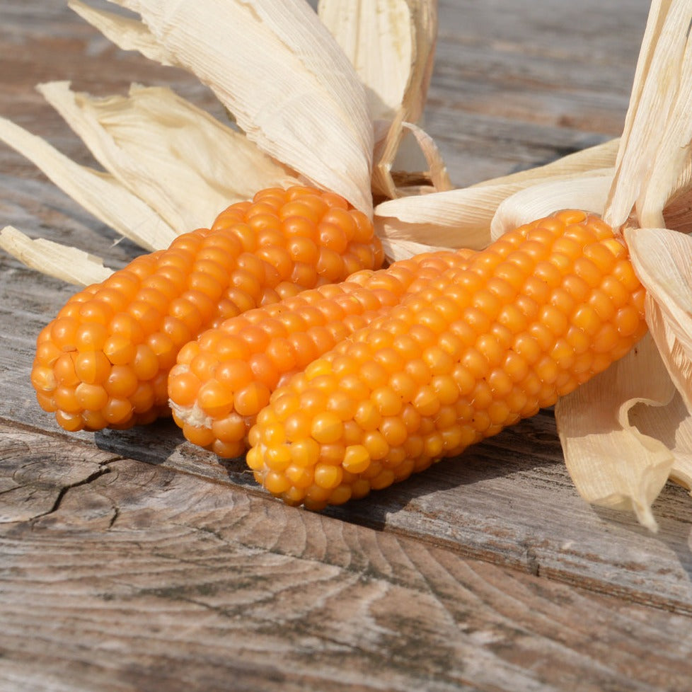 Croque Paysage,semences Maïs Tom Thumb Popcorn biologiques,légume fruit annuel pour potager,semenciers québécois,laurentides,val-david