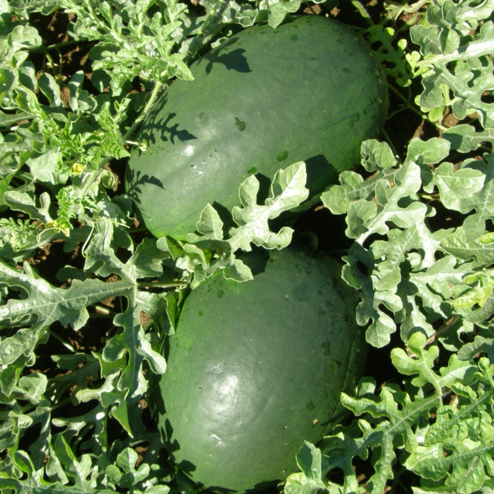 Croque Paysage,semences Melon d'eau Sweet Siberian biologiques,légume fruit annuel pour potager,semenciers québécois,laurentides,val-david