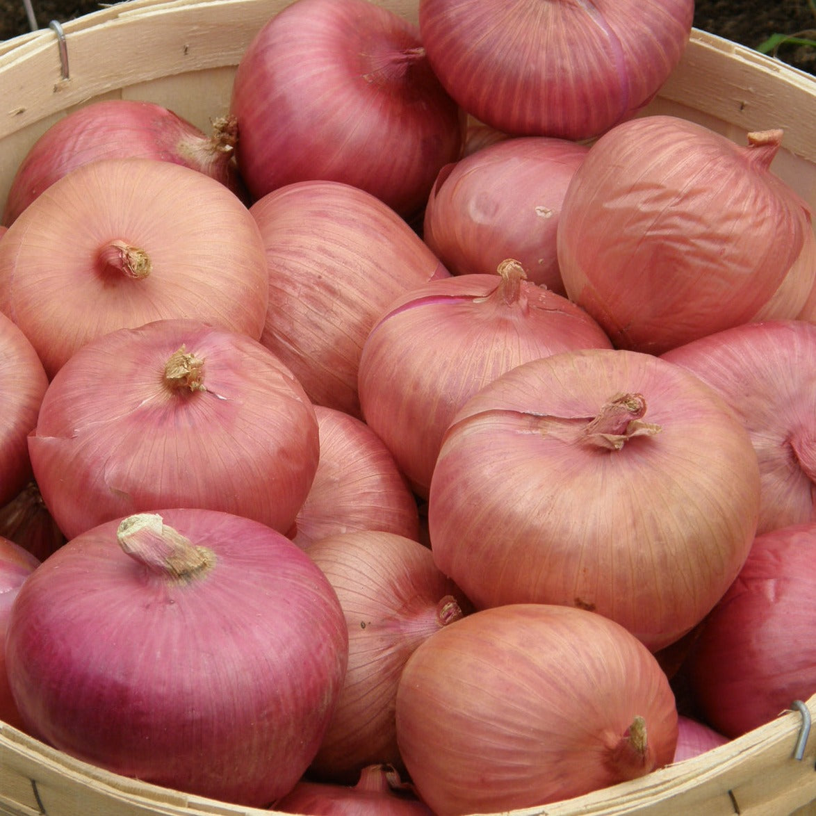 Croque Paysage,semences Oignon Rossa di Milano biologiques,légume racine annuel pour potager,semenciers québécois,laurentides,val-david