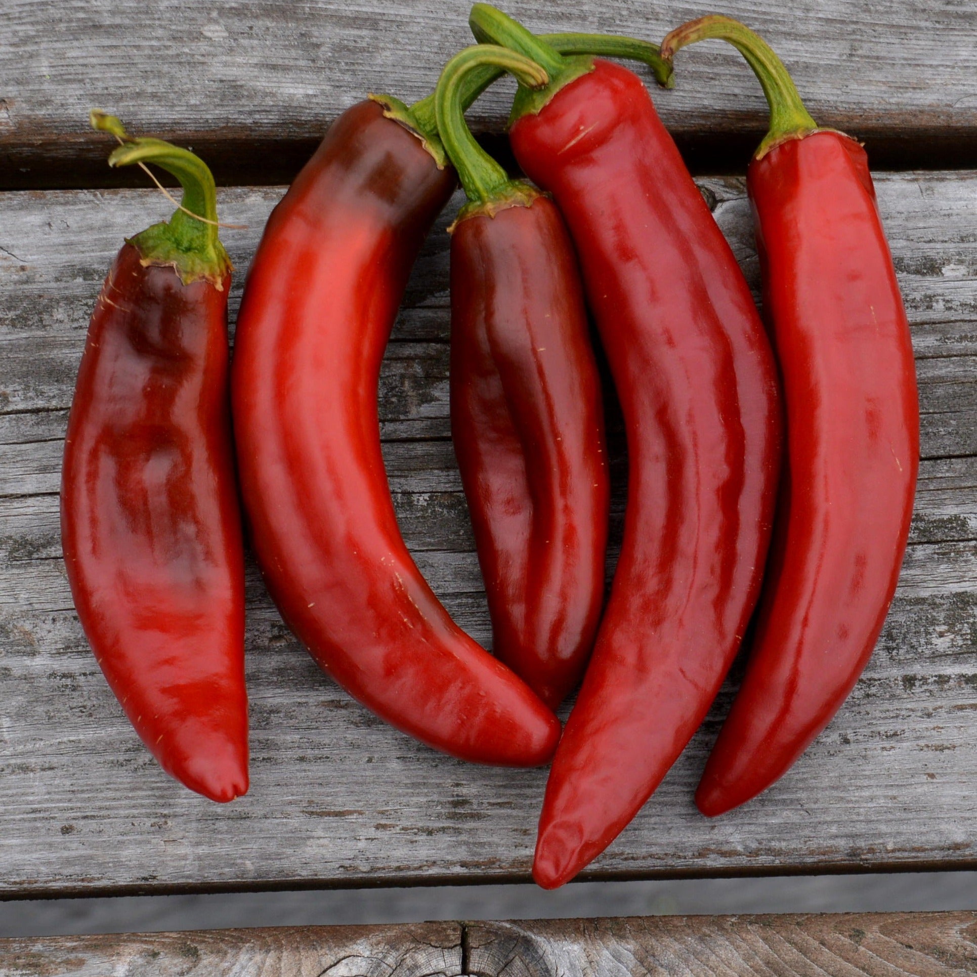 Croque Paysage,semences Piment Paprika Hongrois biologiques,légume fruit annuel pour potager,semenciers québécois,laurentides,val-david
