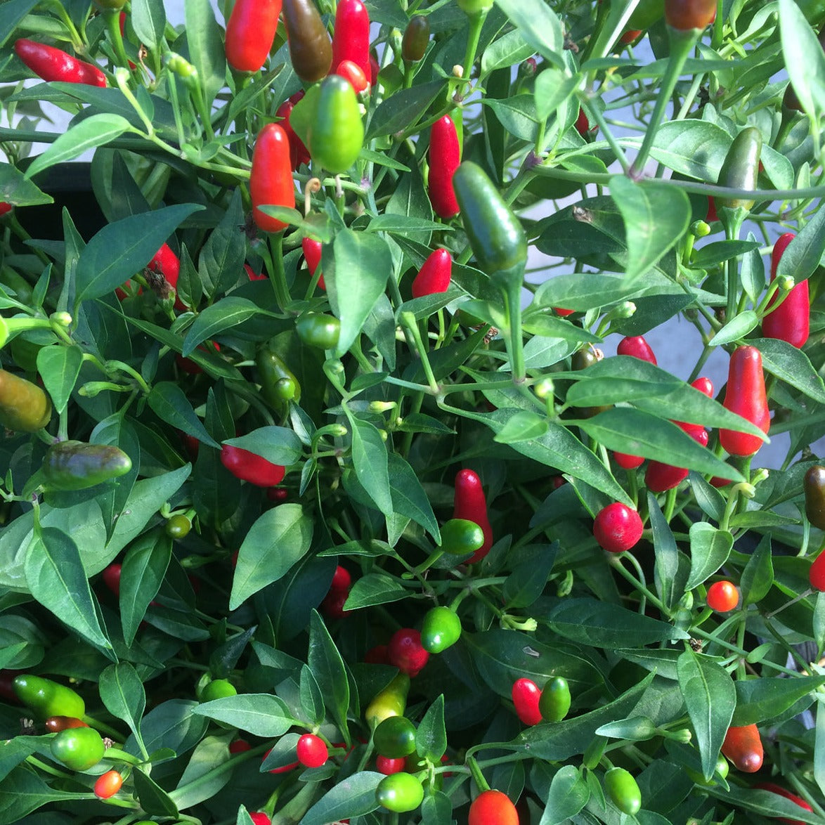 Croque Paysage,semences Piment Thaï Hot biologiques,légume fruit annuel pour potager,semenciers québécois,laurentides,val-david