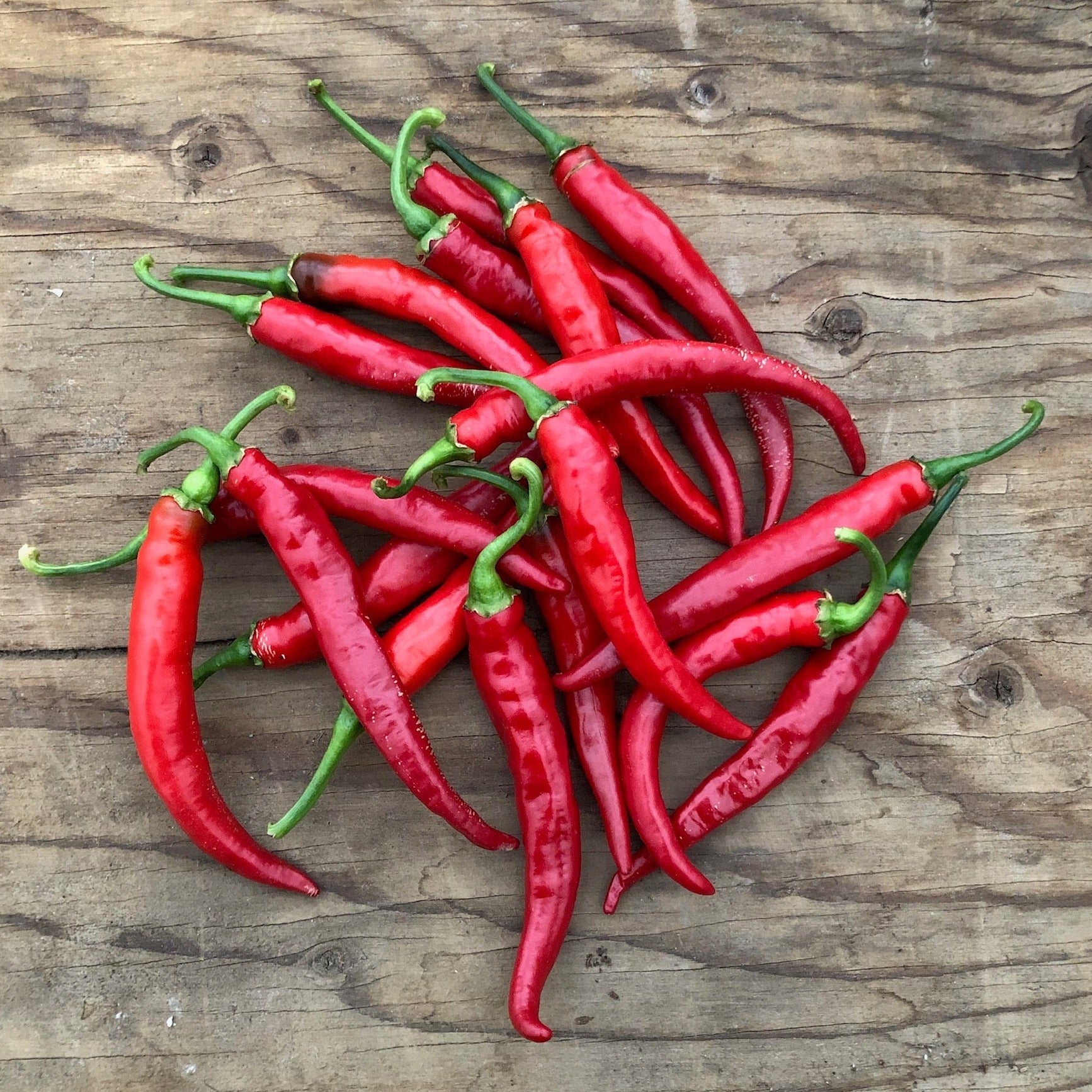 Croque Paysage,semences Piment cayenne Ring of Fire biologiques,légume fruit annuel pour potager,semenciers québécois,laurentides,val-david