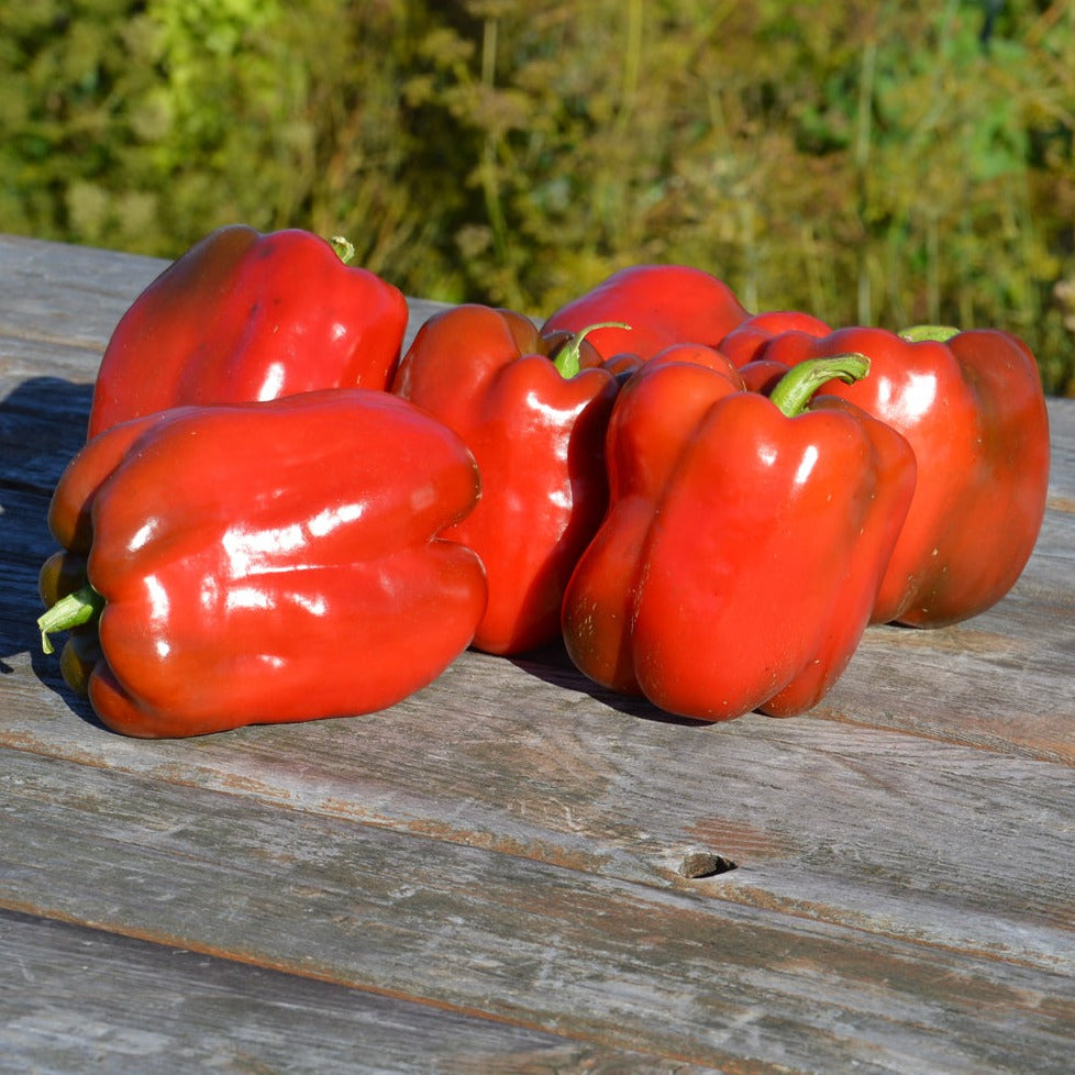 Croque Paysage,semences Poivron King of the North biologiques,légume fruit annuel pour potager,semenciers québécois,laurentides,val-david