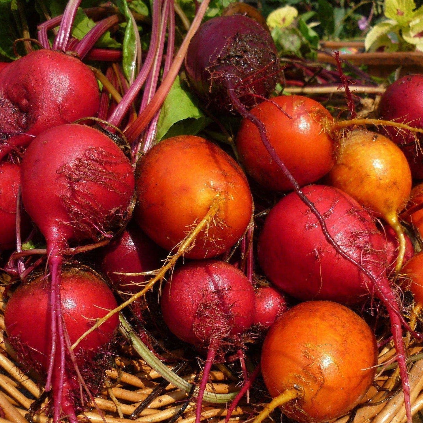 Croque Paysage,semences Betterave en mélange biologiques,légume racine annuel pour potager,semenciers québécois,laurentides,val-david