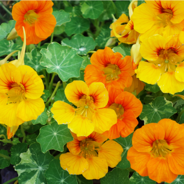 Croque Paysage,semences Capucine en mélange biologiques,plantes à fleurs et semences comestibles annuelle pour potager,semenciers québécois,laurentides,val-david