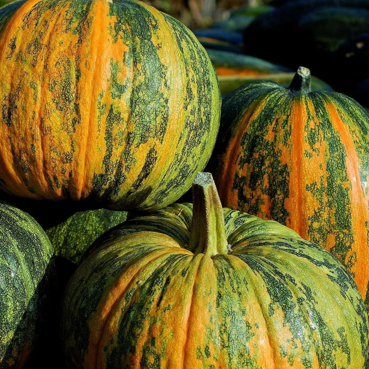 Croque Paysage,semences Citrouille Styrian biologiques,légume fruit annuel pour potager,semenciers québécois,laurentides,val-david