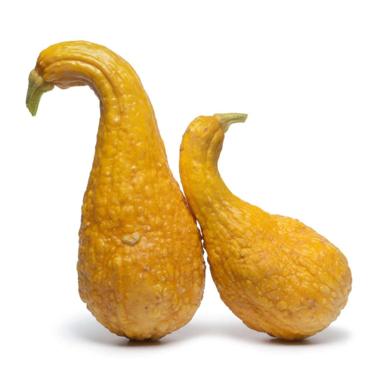 Croque Paysage,semences Courge d'été Yellow Crookneck biologiques,légume fruit annuel pour potager,semenciers québécois,laurentides,val-david