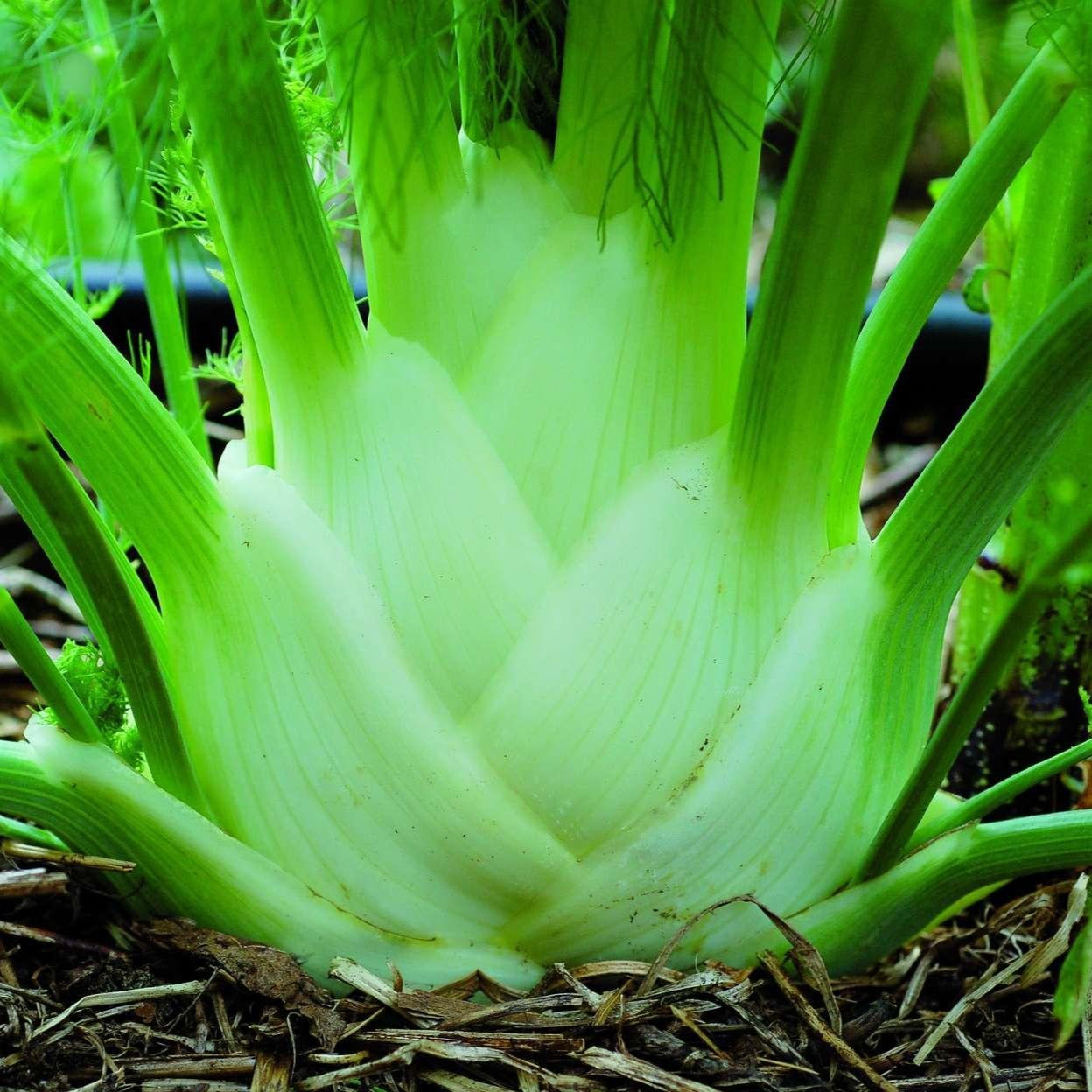 Croque Paysage,semences Fenouil Perfection biologiques,légume feuille annuel pour potager,semenciers québécois,laurentides,val-david