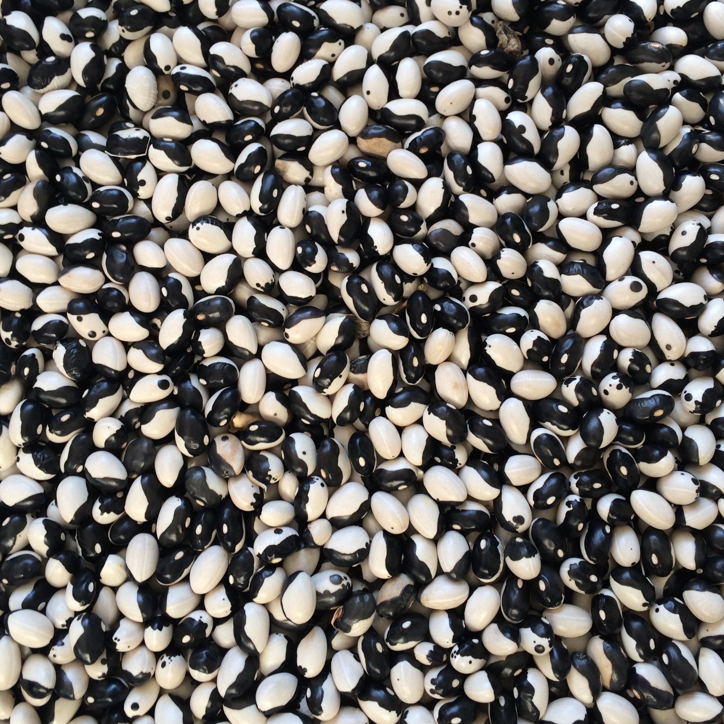 Croque Paysage,semences Haricot sec Orca biologiques,légumineuse annuelle pour potager,semenciers québécois,laurentides,val-david