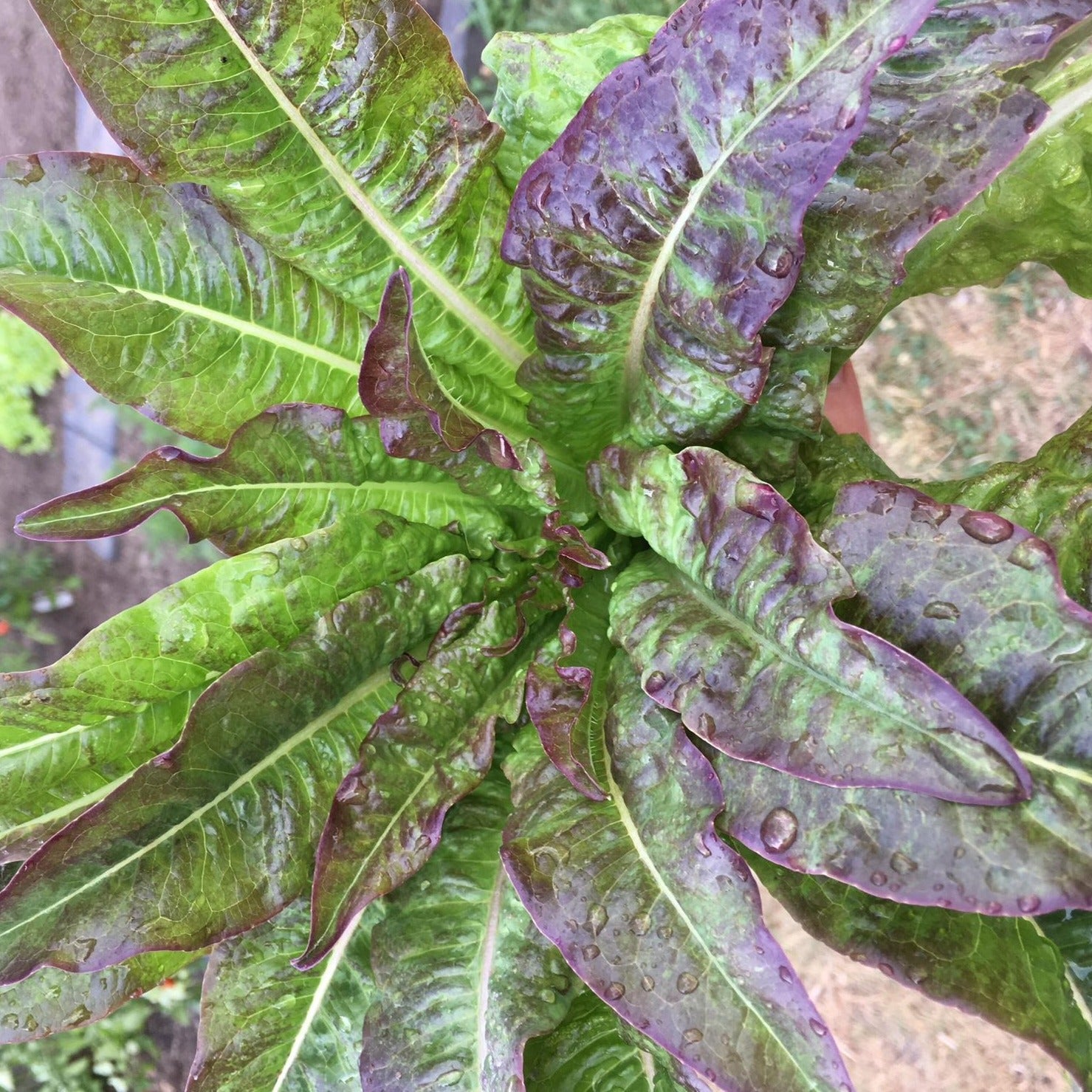 Croque Paysage,semences Laitue romaine Oreille du Diable biologiques,légume feuille annuel pour potager,semenciers québécois,laurentides,val-david