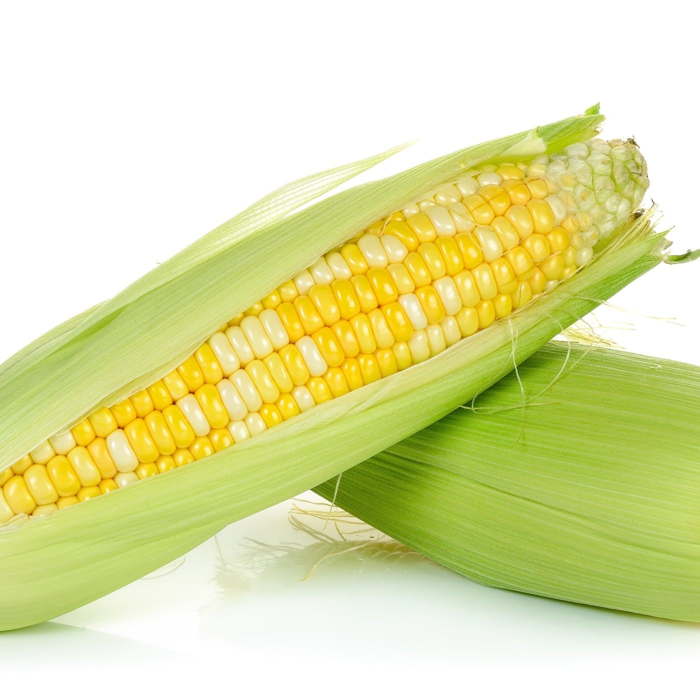 Croque Paysage,semences Maïs sucré Who get kissed biologiques,légume fruit annuel pour potager,semenciers québécois,laurentides,val-david