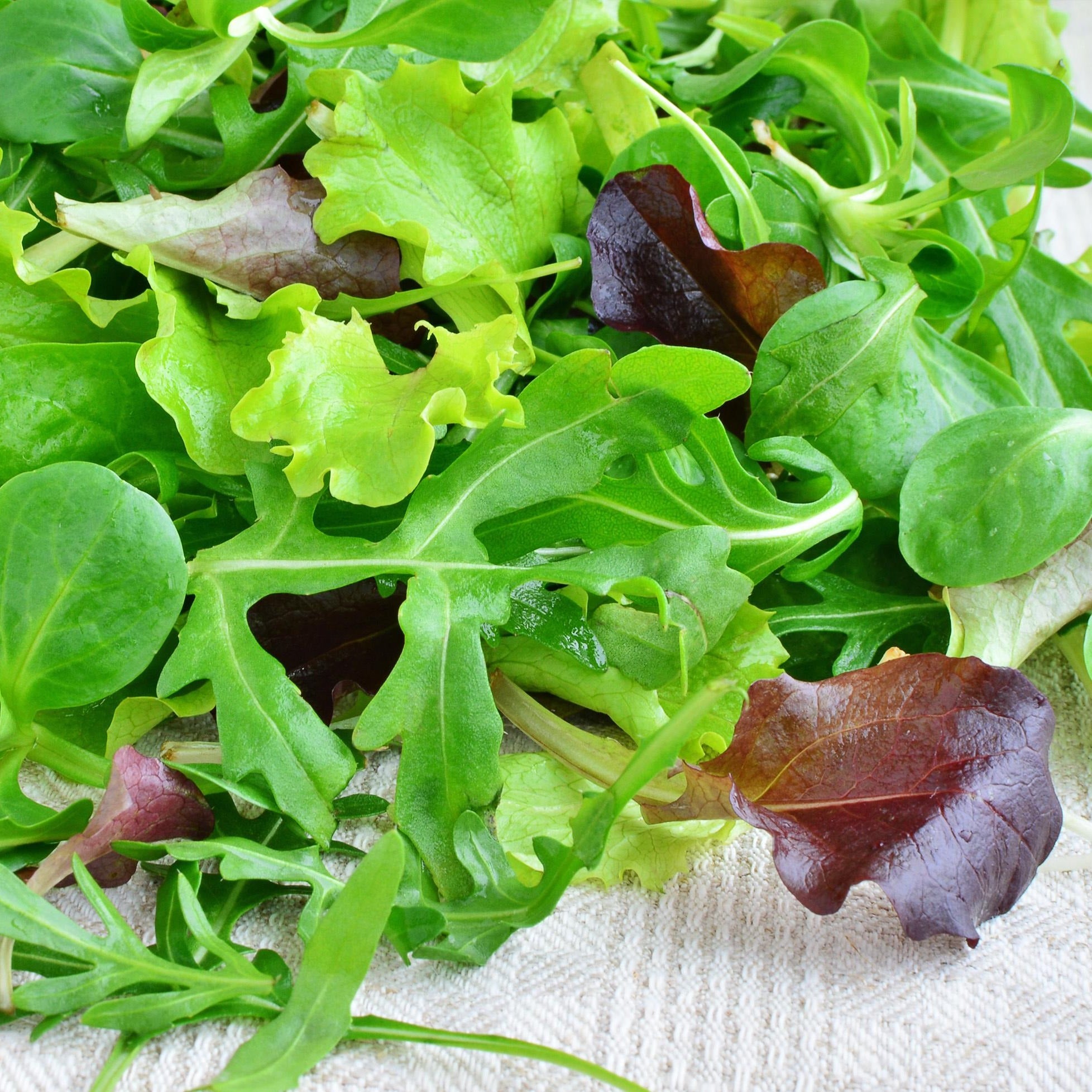Croque Paysage,semences Mesclun du Portage biologiques,légume feuille annuel pour potager,semenciers québécois,laurentides,val-david