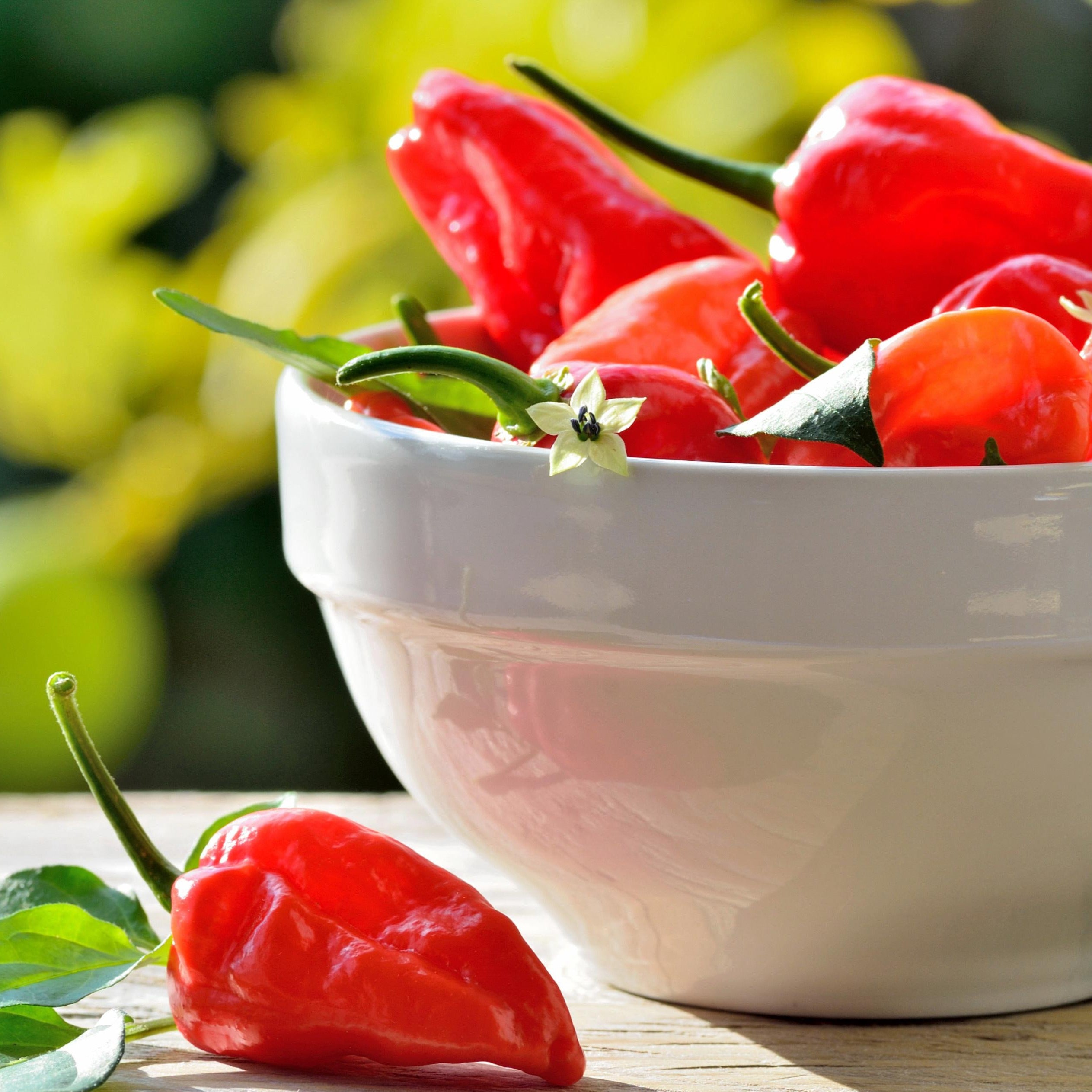 Croque Paysage,semences Piment Habanero Maya biologiques,légume fruit annuel pour potager,semenciers québécois,laurentides,val-david