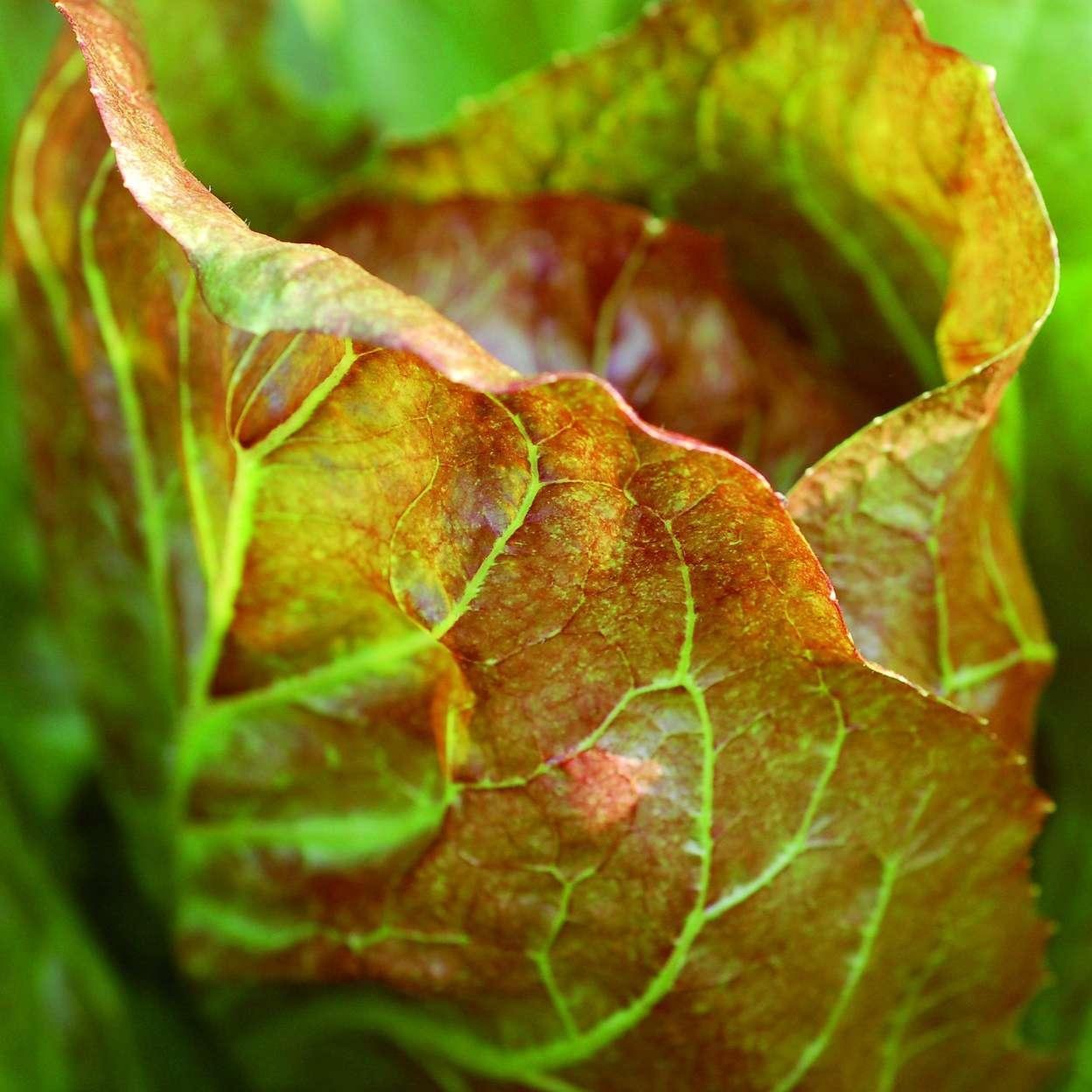 Croque Paysage,semences Radicchio Palla Rossa biologiques,légume feuille annuel pour potager,semenciers québécois,laurentides,val-david