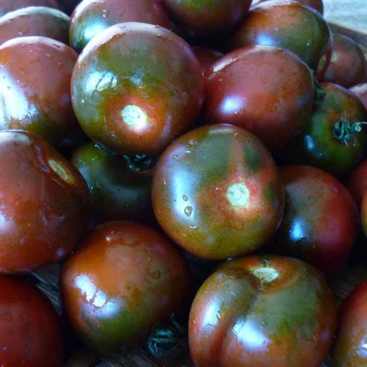 Croque Paysage,semences Tomate Noire du Portage biologiques,légume fruit annuel pour potager,semenciers québécois,laurentides,val-david