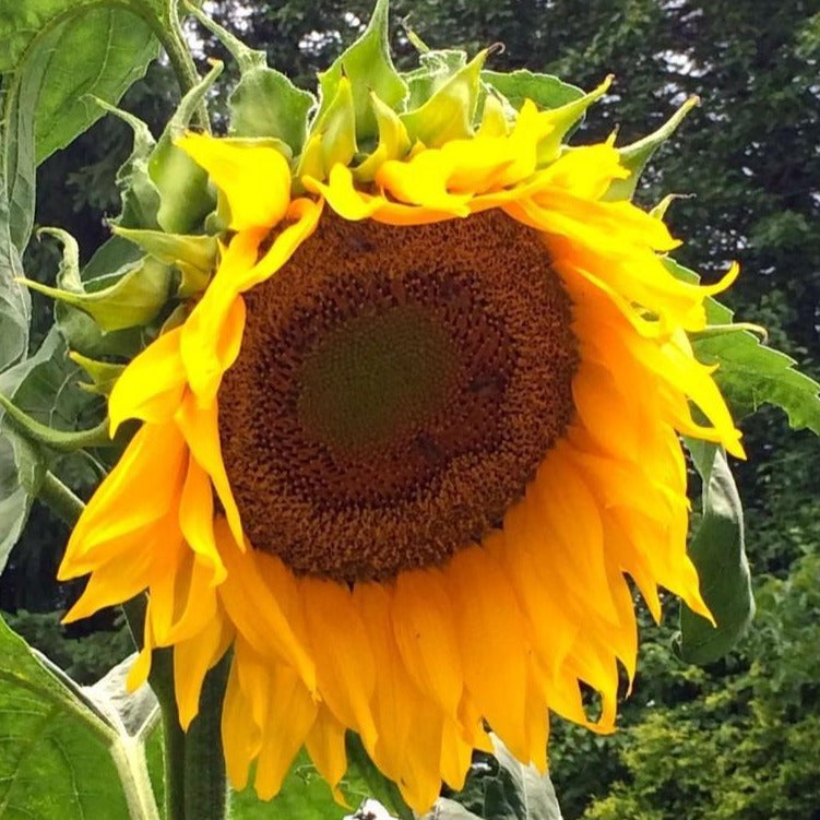 Croque Paysage,semences Tournesol géant Mammoth biologiques,plantes à fleurs et semences comestibles annuelle pour potager,semenciers québécois,laurentides,val-david