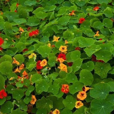 Semences de fleurs - Fleurs comestibles - Jardins de l'écoumène