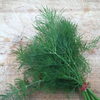 Croque Paysage,semences Aneth Bouquet biologiques,fine herbe annuelle pour potager,semenciers québécois,laurentides,val-david