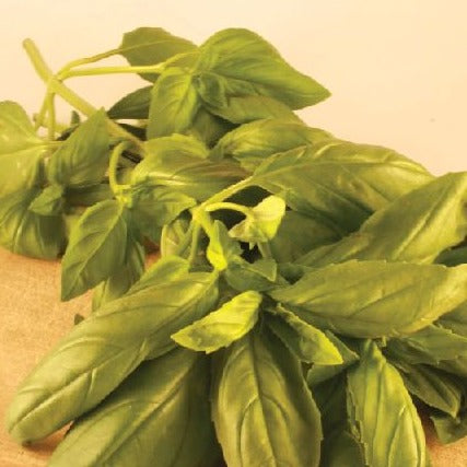 Croque Paysage,semences Basilic de Gênes biologiques,fine herbe annuelle pour potager,semenciers québécois,laurentides,val-david