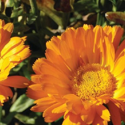 Croque Paysage,semences Calendule Erfurter biologiques,plantes à fleurs comestibles et médicinales annuelle pour potager,semenciers québécois,laurentides,val-david