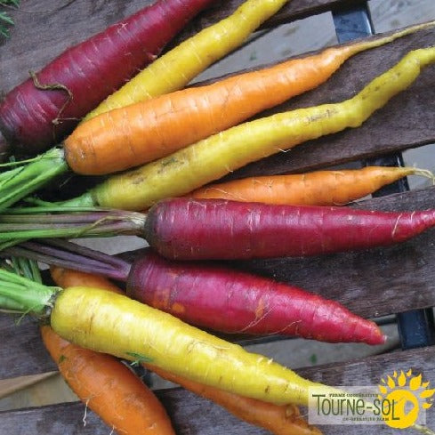 Croque Paysage,semences Carotte Doigts de sorcière biologiques,légume racine annuel pour potager,semenciers québécois,laurentides,val-david