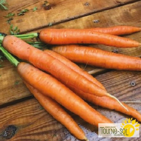 Croque Paysage,semences Carotte Dolciva biologiques,légume racine annuel pour potager,semenciers québécois,laurentides,val-david