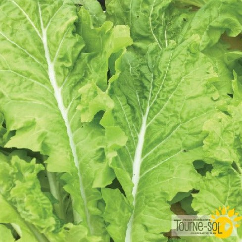Croque Paysage,semences Chou chinois Tokyo Bekana biologiques,légume feuille annuel pour potager,semenciers québécois,laurentides,val-david