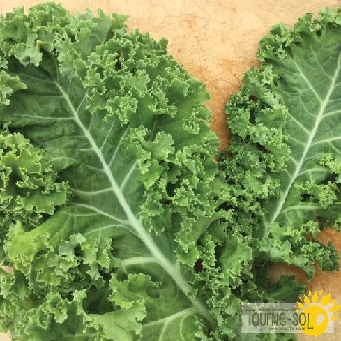 Croque Paysage,semences Chou frisé Kale Vates biologiques,légume feuille annuel pour potager,semenciers québécois,laurentides,val-david