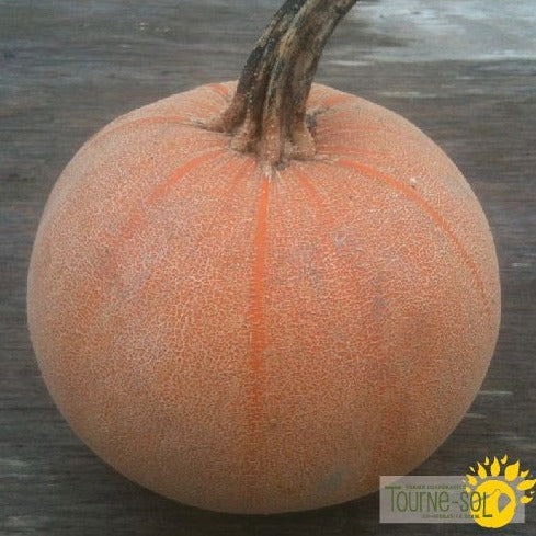 Croque Paysage,semences Citrouille Winter Luxury biologiques,légume fruit annuel pour potager,semenciers québécois,laurentides,val-david