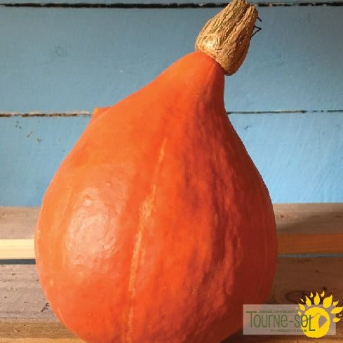 Croque Paysage,semences Courge Red Kuri biologiques,légume fruit annuel pour potager,semenciers québécois,laurentides,val-david