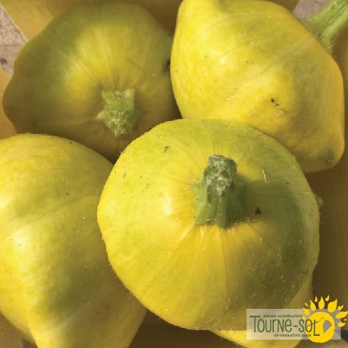 Croque Paysage,semences Courgette Pâtisson Golden Scallopini biologiques,légume fruit annuel pour potager,semenciers québécois,laurentides,val-david