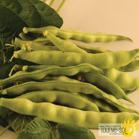 Croque Paysage,semences Haricot grimpant Kahnawake Mohawk biologiques,légumineuse annuelle pour potager,semenciers québécois,laurentides,val-david