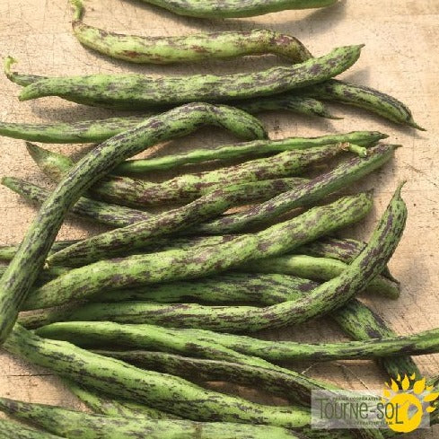 Croque Paysage,semences Haricot grimpant Rattlesnake biologiques,légumineuse annuelle pour potager,semenciers québécois,laurentides,val-david