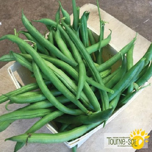 Croque Paysage,semences Haricot nain vert Maxibel biologiques,légumineuse annuelle pour potager,semenciers québécois,laurentides,val-david