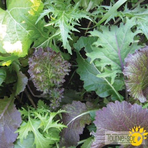 Croque Paysage,semences Mesclun Combo Crucifères de luxe biologiques,légume feuille annuel pour potager,semenciers québécois,laurentides,val-david