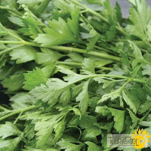 Croque Paysage,semences Persil Italien biologiques,fine herbe annuelle pour potager,semenciers québécois,laurentides,val-david