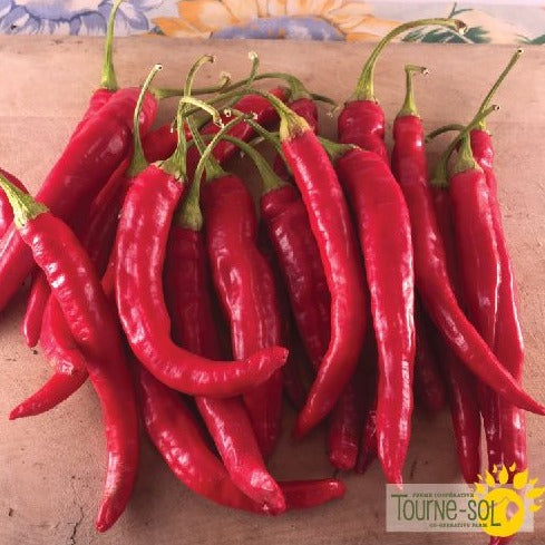 Croque Paysage,semences Piment fort Red Rocket biologiques,légume fruit annuel pour potager,semenciers québécois,laurentides,val-david
