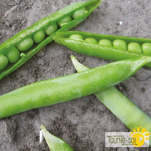 Croque Paysage,semences Pois à écosser biologiques,légumineuse annuelle pour potager,semenciers québécois,laurentides,val-david