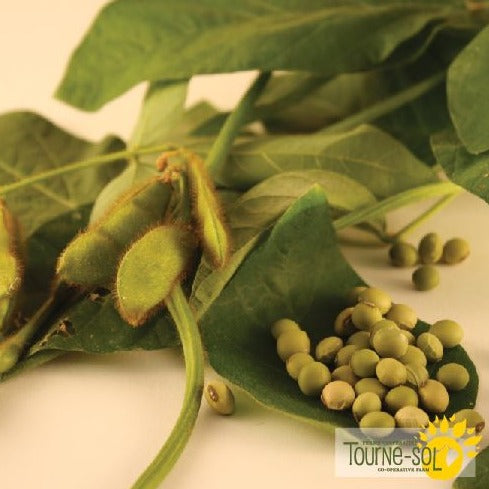 Croque Paysage,semences Soja Edamame Envy biologiques,légumineuse annuelle pour potager,semenciers québécois,laurentides,val-david