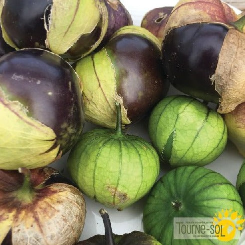 Croque Paysage,semences Tomatillo mauve biologiques,légume fruit annuel pour potager,semenciers québécois,laurentides,val-david