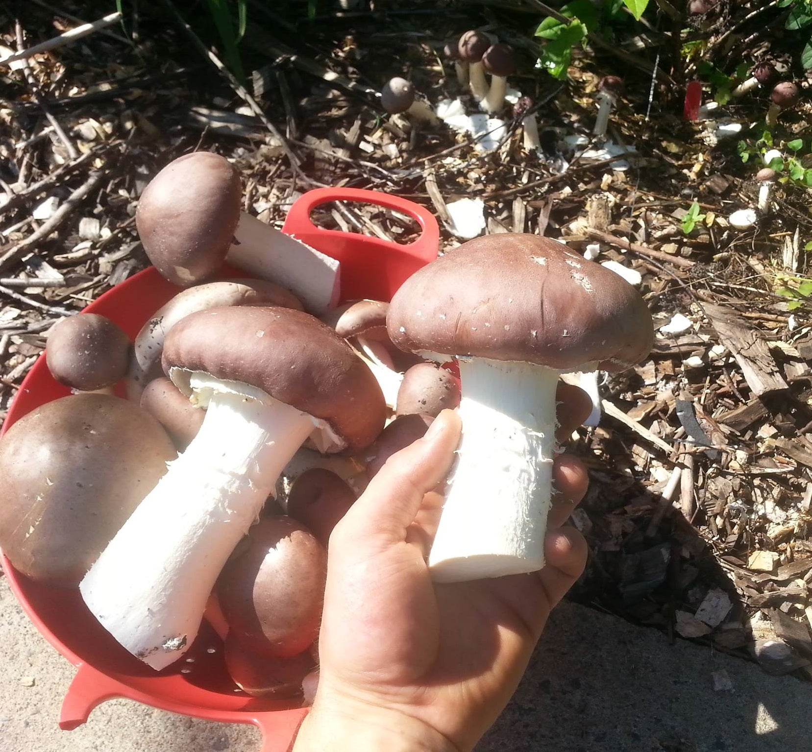 Mycelium de champignons bio - Strophaires