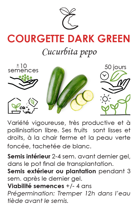 Sachet Croque Paysage,semences Courgette d'été Dark Green biologiques,légume fruit annuel pour potager,semenciers québécois,laurentides,val-david