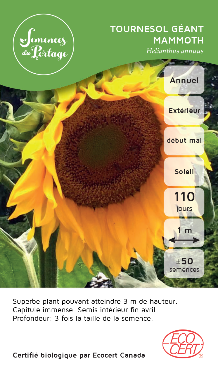 Tournesol géant Mammoth - Sachet Bio - Semences du Portage