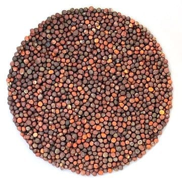 Semences de Brocoli rave (rapini) bio 200g - Sac Germina