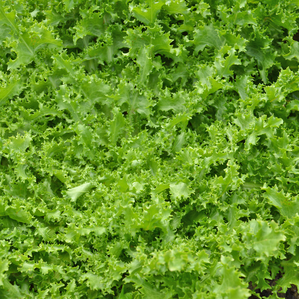 Chicorée frisée Bellesque - Sachet Bio - Les Jardins de l'écoumène